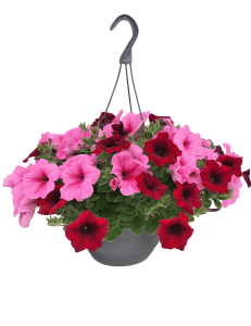 The Petunia 'Combo Macaron' 10" Hanging Basket showcases blooming pink and red petunias with green leaves in a grey plastic hook basket, perfect for hanging against a white background.