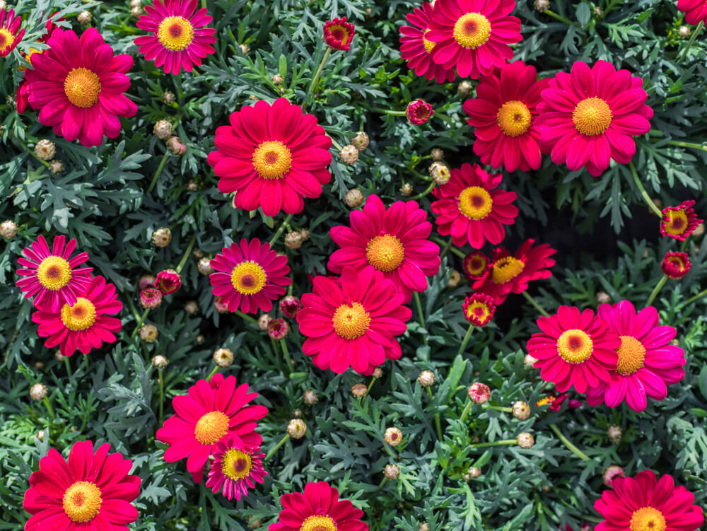 Bright pink daisy-like flowers with yellow centres in full bloom, surrounded by green foliage and some unopened buds.