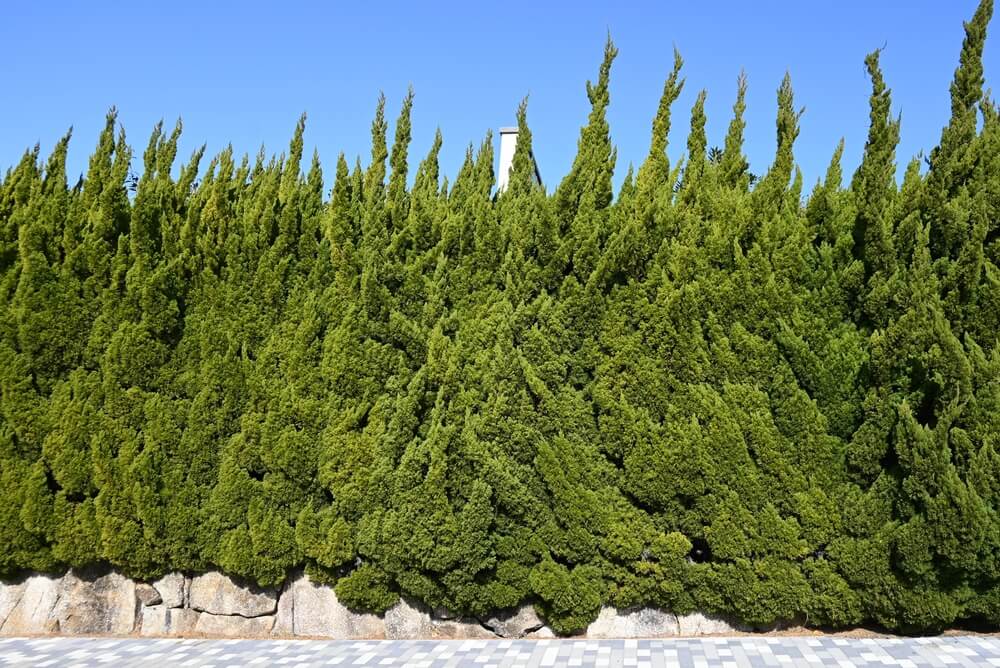 A row of Juniperus 'Kaizuka' Hollywood Juniper 20" Pots forms a dense hedge behind a stone wall, set against a blue sky with tiled pavement in the foreground.