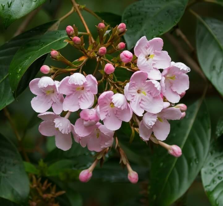 Luculia 'Fragrant Cloud' features clusters of light pink rounded petals with yellow centres and dark green leaves touched by raindrops. Ideal for display in a 20cm pot.