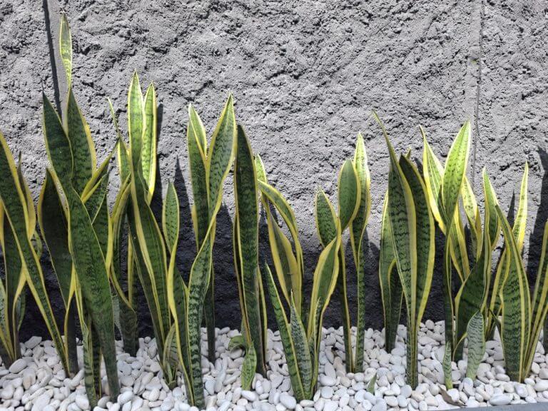 Tall snake plants with yellow-edged green leaves are planted in white stones against a textured grey wall.