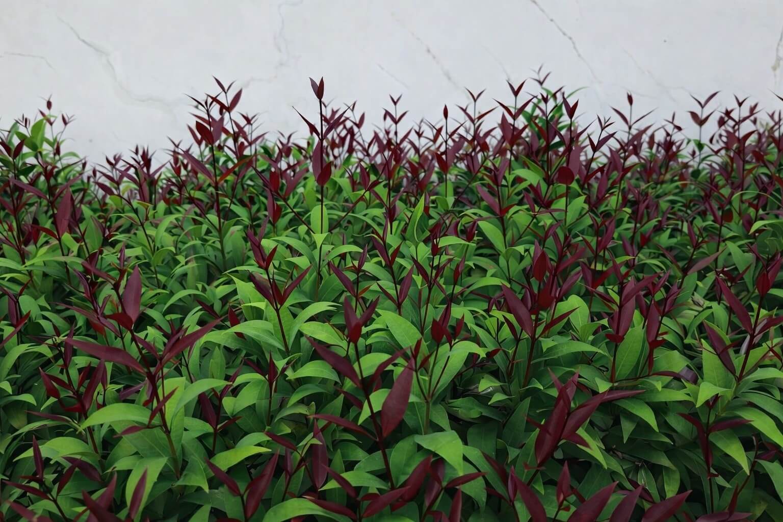 The Acmena 'Cherry Surprise' Lilly Pilly 6" Pot displays dense green and reddish-purple foliage, thriving beautifully in its container.