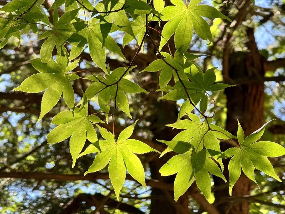 Sunlit green leaves of the Acer 'Kinugasa Yama' Japanese Maple stand out against a blurred forest backdrop, making this stunning specimen perfect for display in a 10" pot.