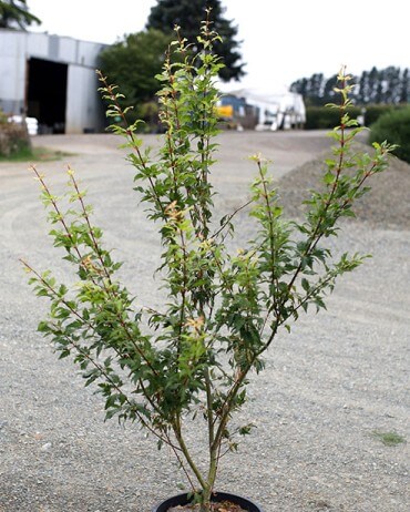An Acer 'Koshimino' Japanese Maple in a 12" pot, featuring young leafy growth and several upright branches, is displayed outdoors on a gravel surface.