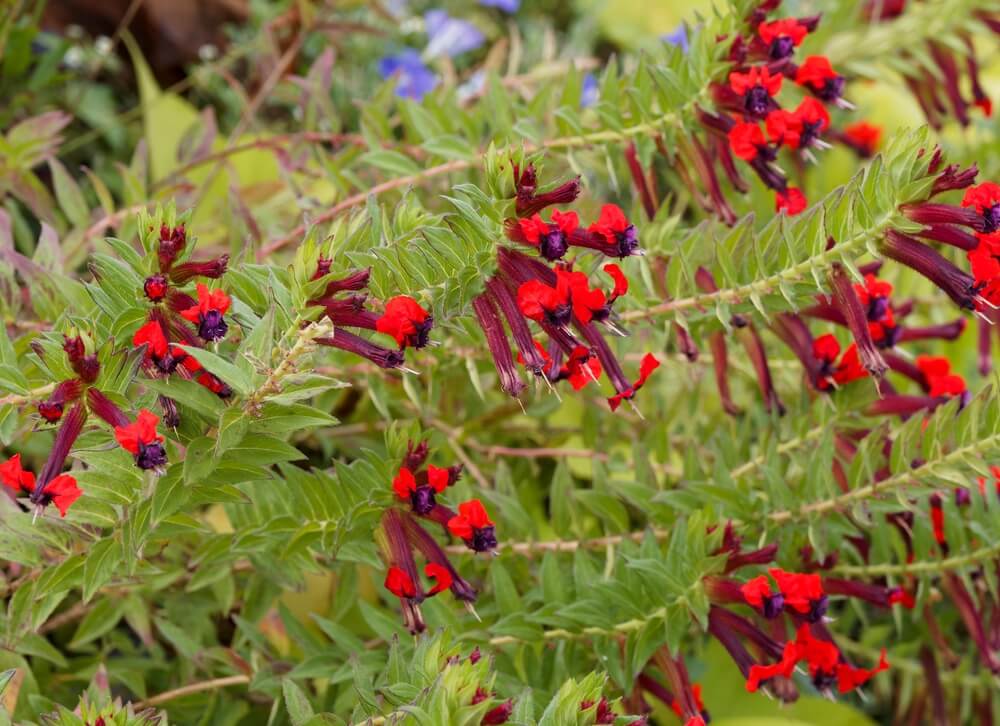 Green, spiky-leaved stems densely cluster with red tubular flowers featuring purple-black centres—hallmarks of Cuphea 'Sparkler Blueberry' 15cm Pot (Copy), perfect for adding a vibrant touch to your garden.