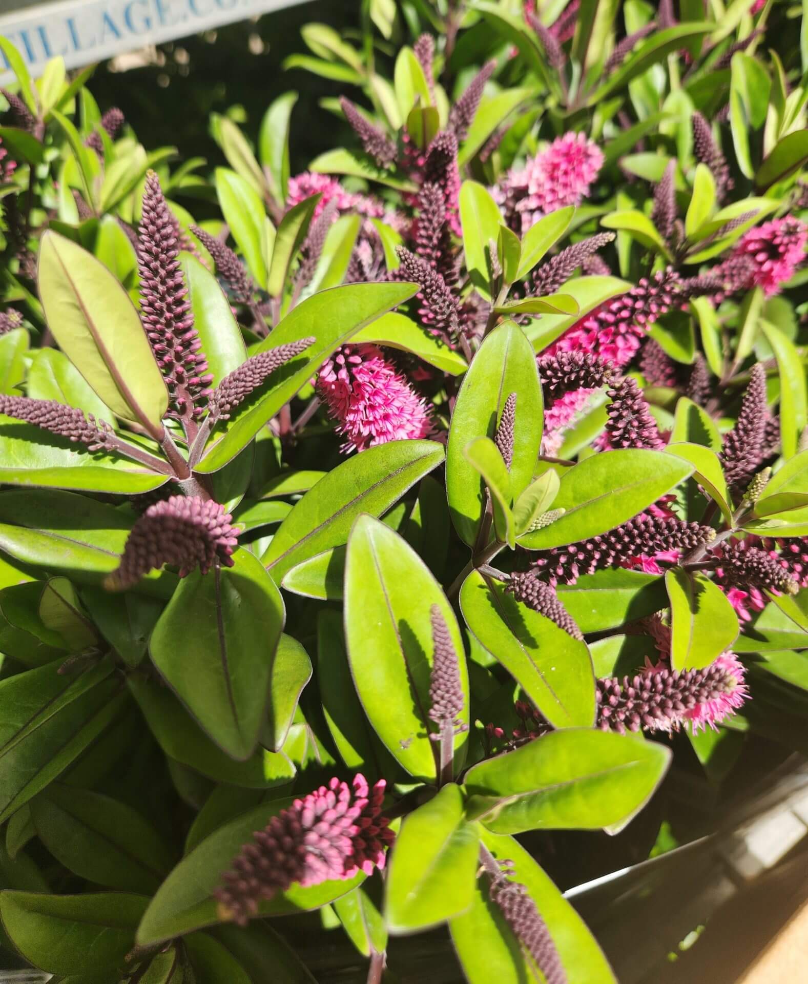 Close-up of a plant with elongated green leaves and clusters of small, dark pink to purple flower buds and blooms, captured in bright sunlight.