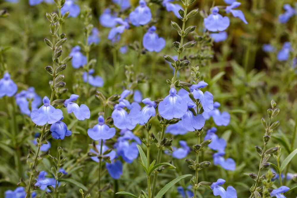 Bright blue Salvia 'Dappled Delight' flowers with green stems and leaves flourish outdoors. Ideal for adding colour, this plant comes in a 15cm pot.