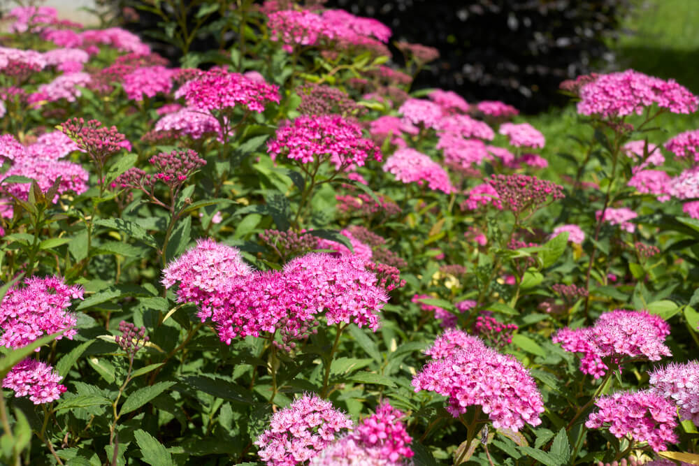 Clusters of bright pink flowers with green leaves growing outdoors in sunlight, with some darker foliage in the background.