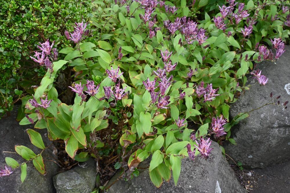 A cluster of green leafy plants with small, star-shaped purple flowers growing amongst rocks in a garden setting.