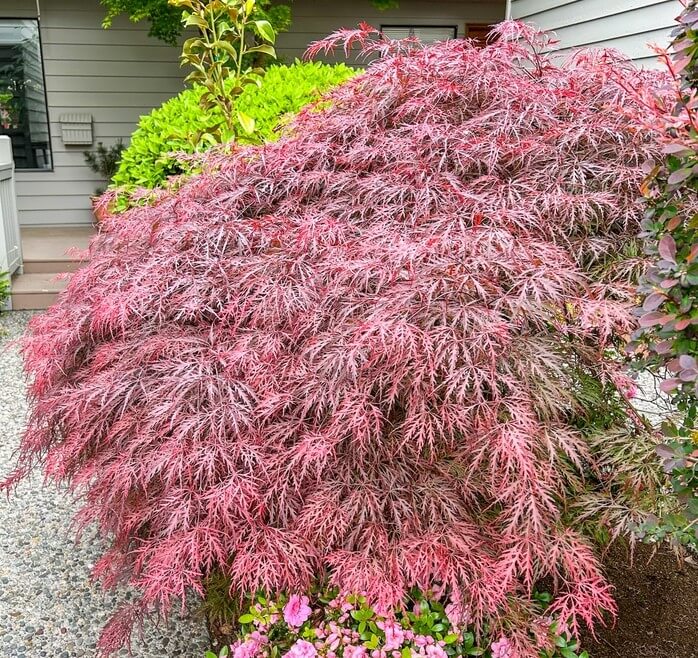 Add vibrant colour to your garden with the Acer 'Garnet' Weeping Japanese Maple in a 13" pot—its finely cut, reddish-purple leaves look stunning among green shrubs and flowers.