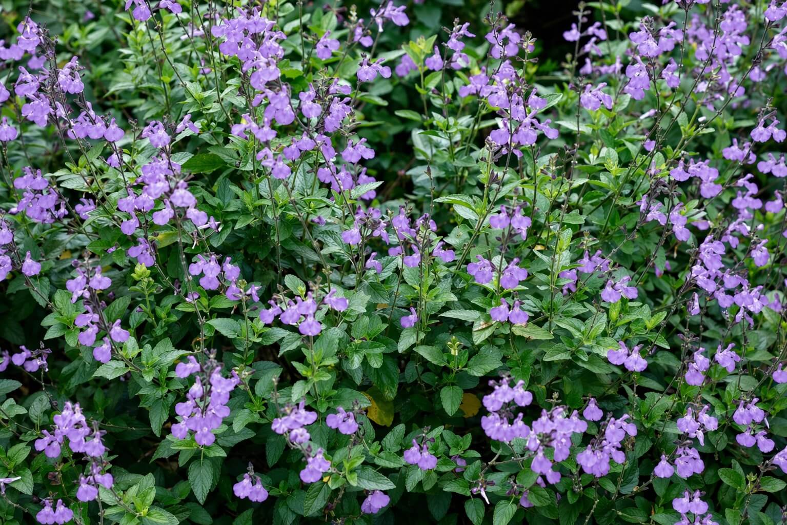 Salvia 'Dappled Delight' 15cm Pot features a dense cluster of green leafy plants with many small, light purple flowers in bloom.