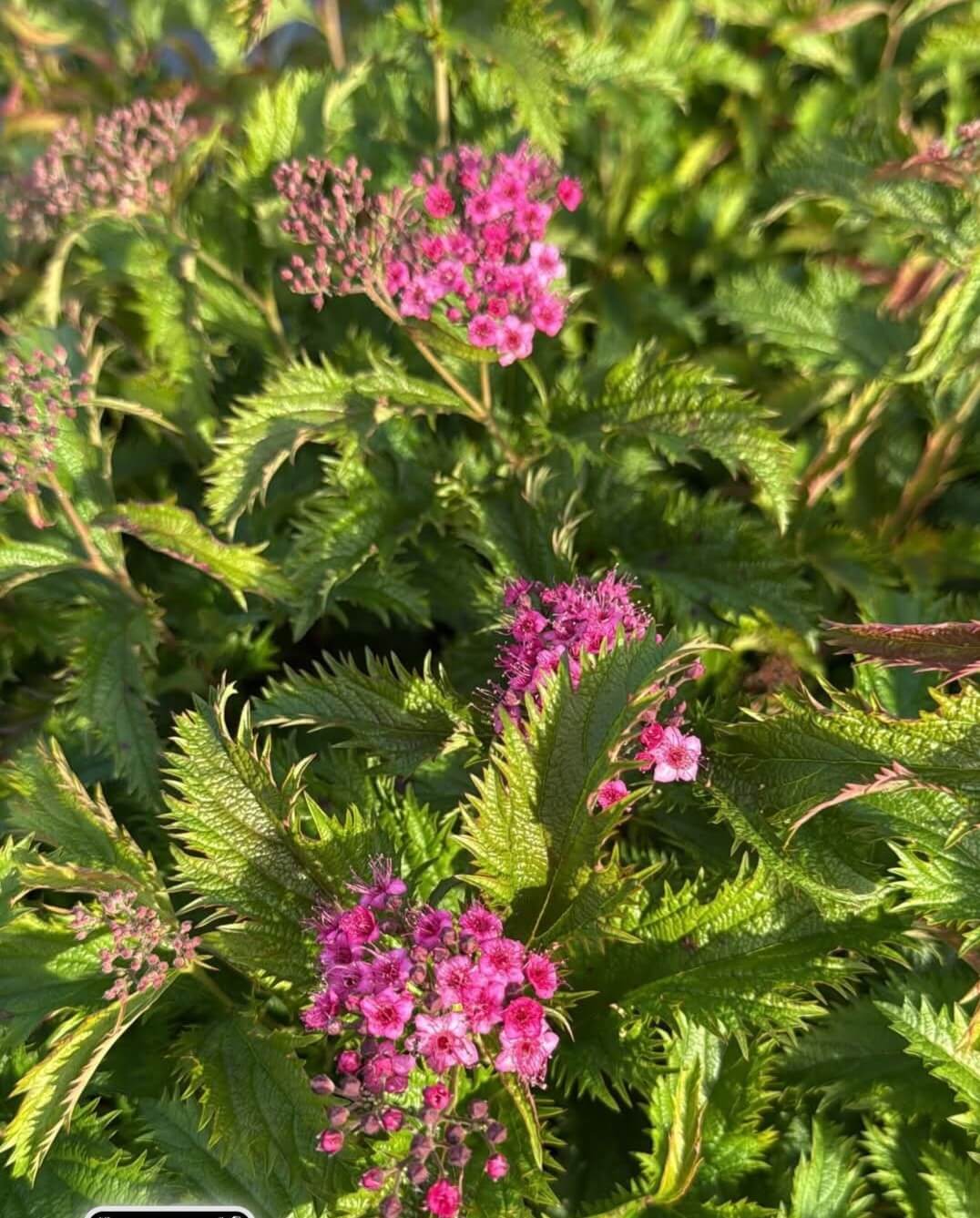 The Spiraea dolchica 15cm Pot features clusters of small pink flowers and spiky green leaves, shown here in bright sunlight.