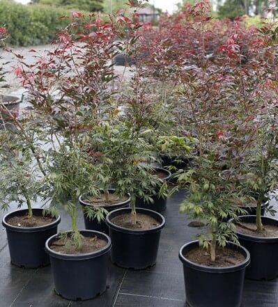 Acer 'Burgundy Lace' Japanese Maple trees in 13" pots, featuring red and green leaves, are neatly arranged in rows on a paved outdoor nursery area.