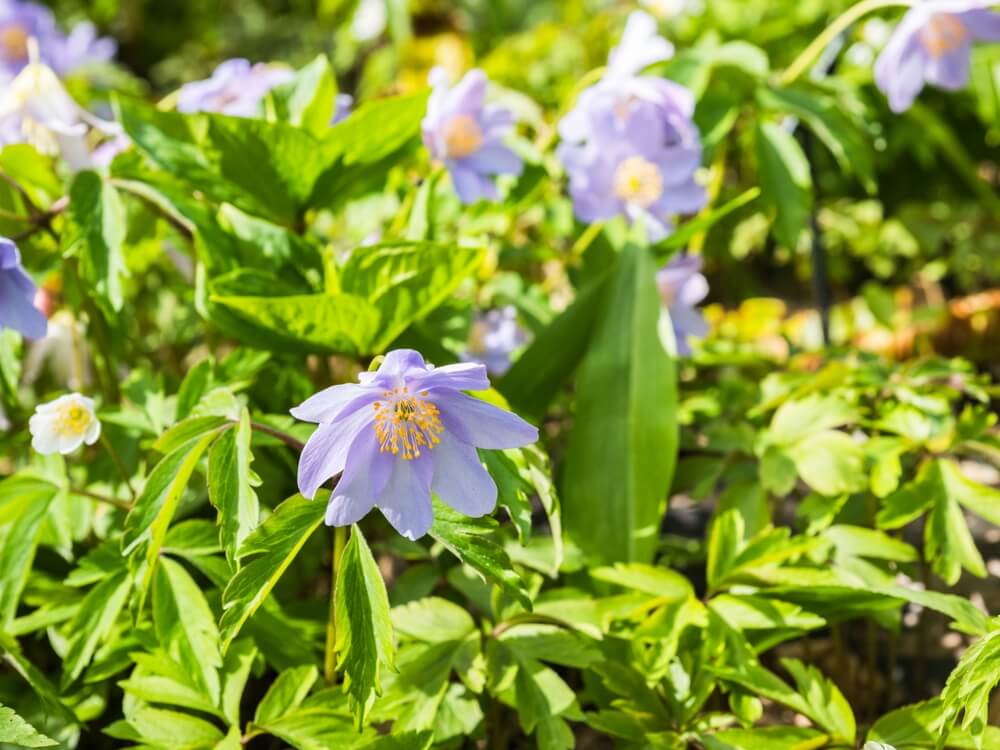 Light purple flowers with yellow centres bloom among green leaves in a garden setting under bright sunlight.