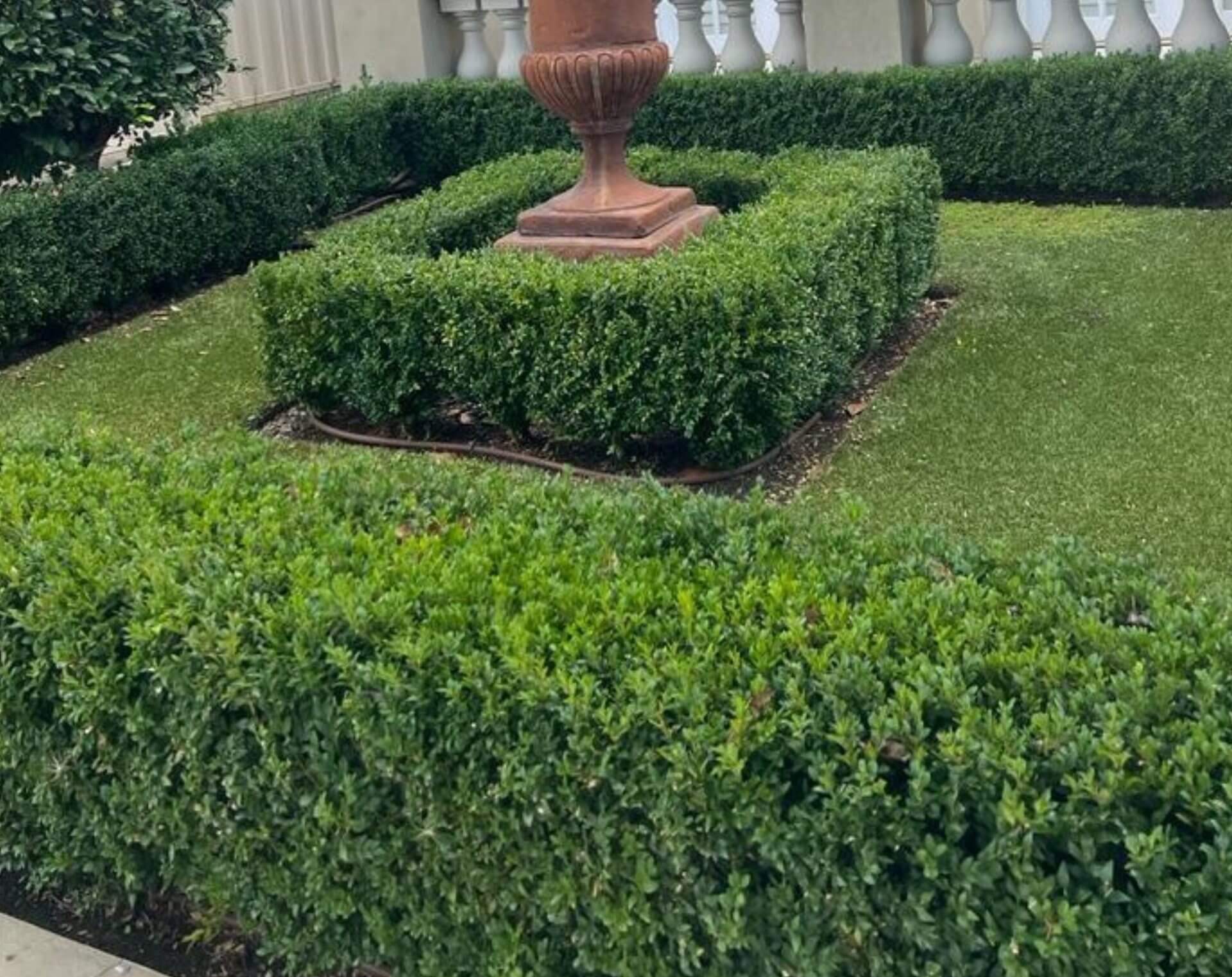 A rectangular garden with neatly trimmed boxwood hedges surrounds a large urn on a plinth, set on a manicured lawn.