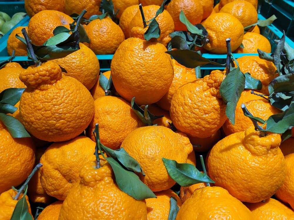 A vibrant citrus selection featuring a pile of Citrus 'Ponkanomi' Mandarin in a 13" pot with bumpy skin and green leaves, displayed in a green plastic crate next to Sugar Bubba Mandarins.
