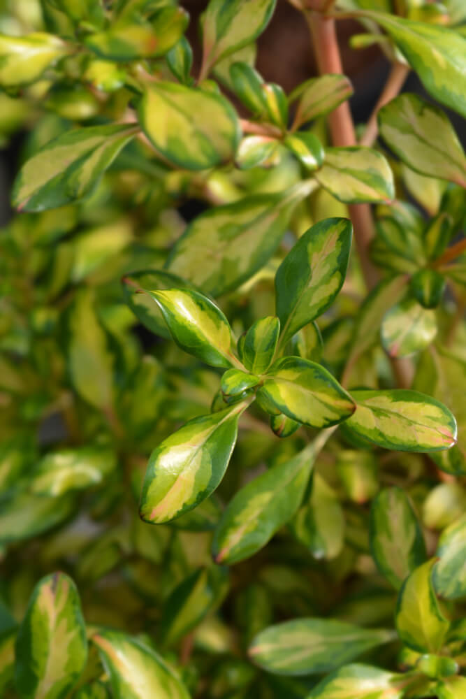 Close-up of a plant with glossy green leaves featuring lighter green and yellow variegation.