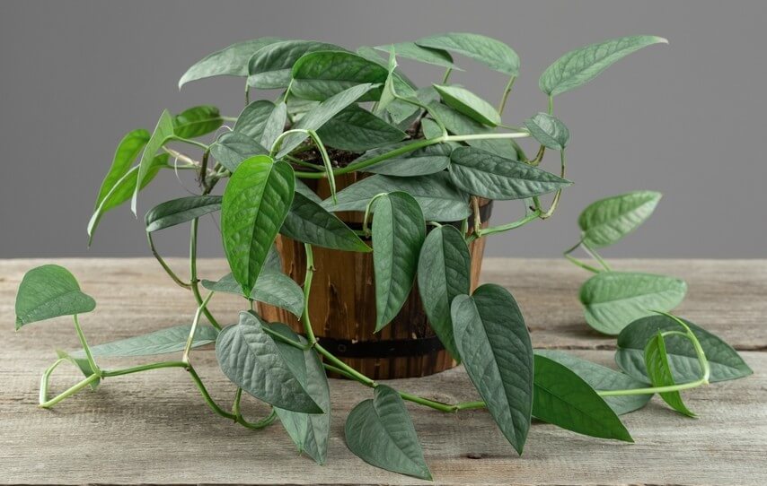 A potted vining plant with green, heart-shaped leaves sits on a wooden surface against a plain grey background.