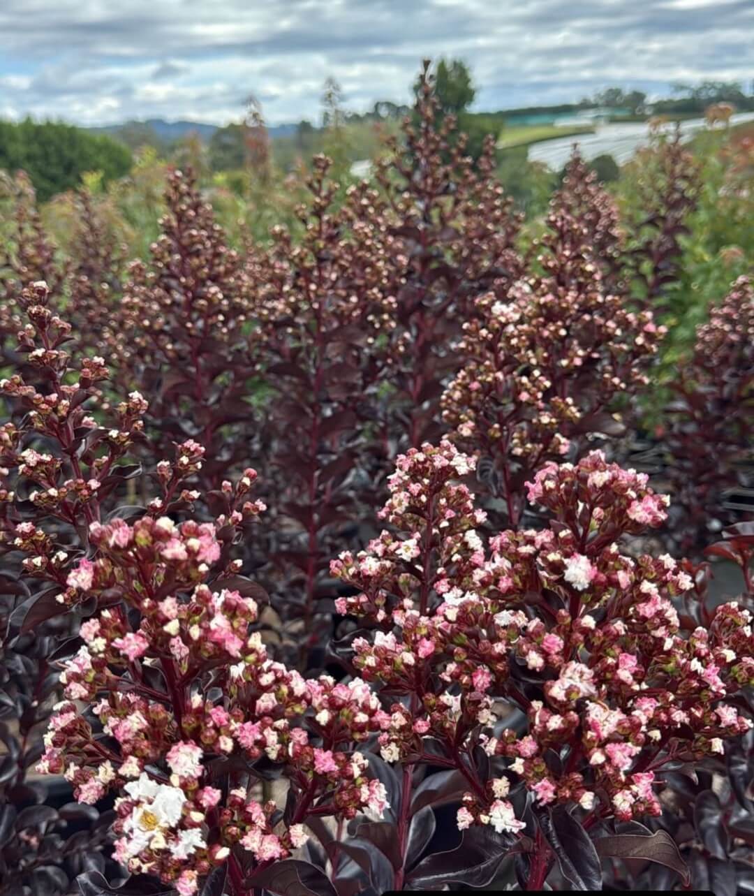 Clusters of Lagerstroemia 'Lunar Magic™' Crepe Myrtle in 12" pots, featuring dark leaves and pink-white flowers, grow in a field beneath a cloudy sky with trees and distant buildings in the background.