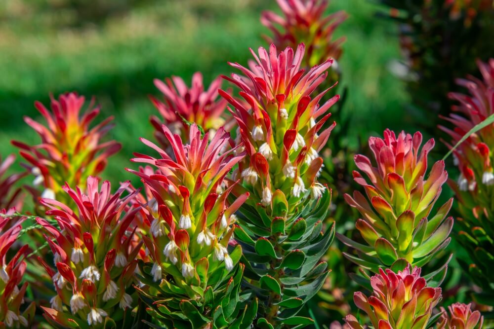 Close-up of several Indian paintbrush (Castilleja) flowers with red and yellow bracts, clustered together, set against a blurred green background.