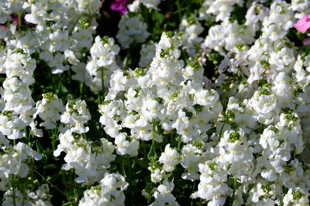 Clusters of small white Nemesia 'Confetti White' flowers bloom densely in a 15cm pot, set against green foliage with soft hints of pink in the background.