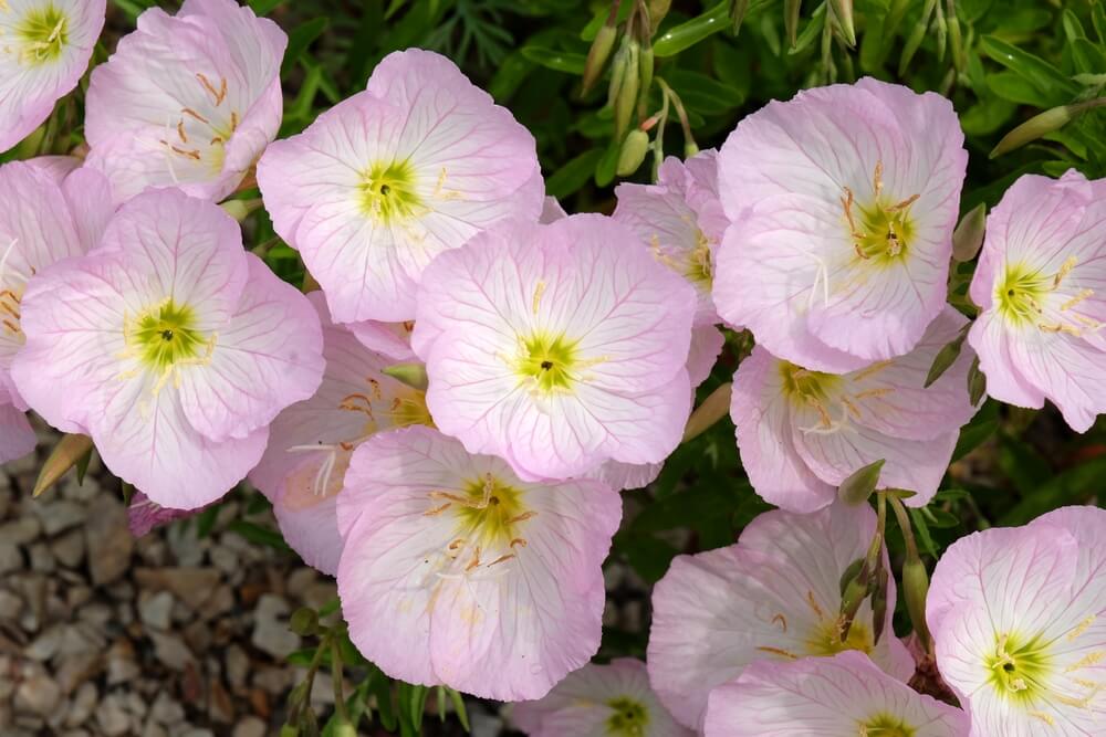 Oenothera 'Twilight' Evening Primrose blooms pale pink with yellow-green centres, set among green leaves in a 15cm pot; small stones can be seen in the bottom left corner.