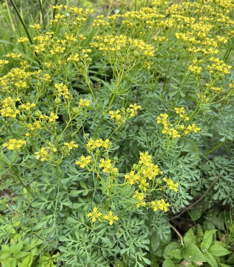 Clusters of small yellow flowers with green stems and lacy leaves growing densely in an outdoor garden setting.