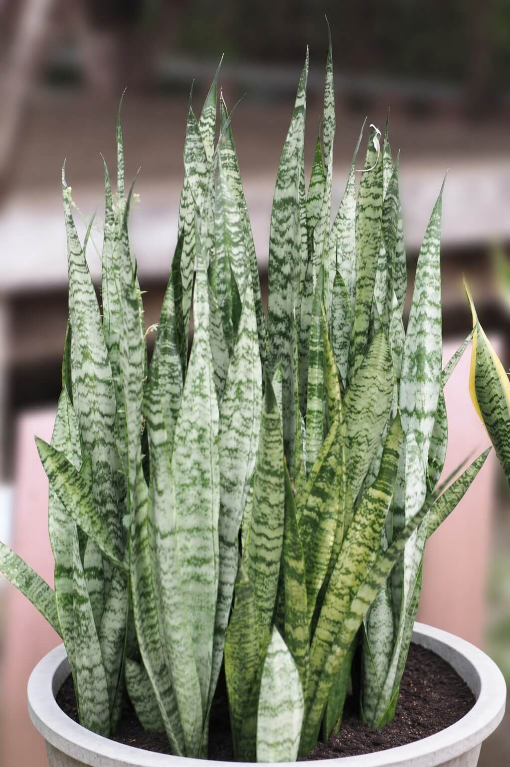 Sansevieria 'Mother-in-Law's Tongue' Green 8" Pot features tall, upright green leaves with light and dark horizontal patterns.