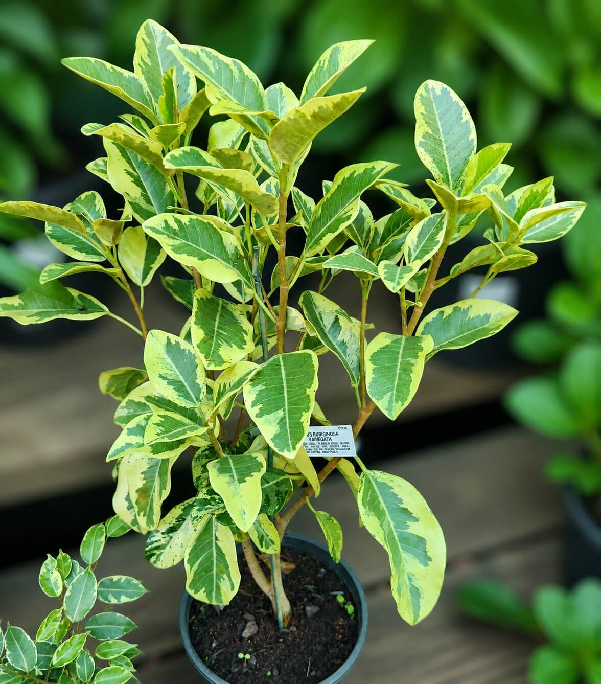 A Ficus 'Port Jackson' Fig Tree (Variegated) in an 8" pot with green and yellow leaves sits on a wooden surface, surrounded by other green plants.