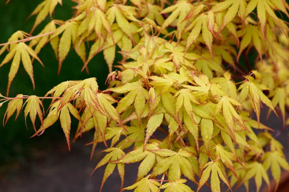 Yellow maple leaves with red edges, covered in small water droplets, highlight the vibrant beauty of the Acer 'Pacific Fire' Vine Maple 12" Pot (Copy).