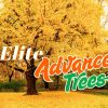 Elite Advanced Trees