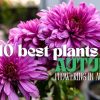 Pink chrysanthemums with text overlay: "10 best plants for Autumn flowering in Australia." Perfect for solving garden design problems with vibrant colors and seasonal blooms.