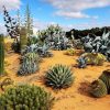 A desert landscape with various cacti and succulent plants growing on sandy soil under a partly cloudy sky—an inviting view for truck drivers needed to deliver supplies across remote terrains.