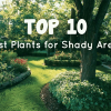 Text overlay stating "top 10 best indoor plants for shady areas" on a background of a lush garden with various green plants and trees under dappled sunlight.