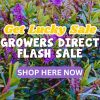 Purple flowering plants with overlay text: "Get Lucky Sale, Growers Direct Flash Sale, Shop Here Now" on a purple button. Don’t miss our Live Shopping Event: Indian Summers—your chance to discover unique blooms and special offers!.