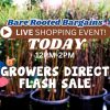 Flash Sale Bare Rooted