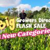 In a lush garden, a person cradles a plant under the text: "Huge Growers Direct Flash Sale: Discover 3 New Categories!.