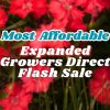 Text on a blurred background of red flowers reads: “Most Affordable Plants — Expanded Growers Direct Flash Sale.”.