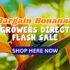 Close-up of bird of paradise flowers with promotional text: "Flash Sale! Bargain Bonanza Growers Direct—Shop Here Now" overlaid on the image.