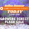 Text over a blurred lavender field reads: "Indian Summer Live Shopping Event! Today 12PM-2PM—don’t miss our Easter Flash Sale at Growers Direct.