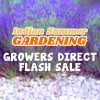 Text over a blurred garden with purple flowers and stones reads: "Indian Summers Live Shopping Event: Growers Direct Flash Sale.