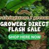 Flash Sale