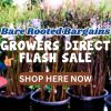 FLASH SALE