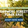 Flash Sale
