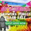 Banner for "Chris & the Gorilla Bare Rooted Festival" with cartoon characters, colourful bunting, and bold text highlighting a Flash Sale from growers direct, plus a “Shop Here Now” button.