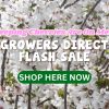 White cherry blossoms in full bloom announce our Weeping Cherries Sale, with a flash offer from Growers Direct. Don’t miss out—tap the green "Shop Here Now" button!.