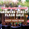 Flash Sale
