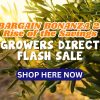 Olive branches with sunlight in the background and bold promotional text: "Bargain Bonanza 2: Rise of the Savings. Flash Sale at Growers Direct. Shop Here Now.