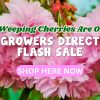 Close-up of pink cherry blossoms with text highlighting a Weeping Cherries Sale and a "Shop Here Now" button for exclusive growers direct flash deals.