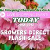 Pink weeping cherry blossoms with text overlay promoting a Growers Direct Flash Sale and live shopping event today from 12PM-2PM.